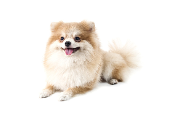 The cute Pomeranian dog over white - Photo, image