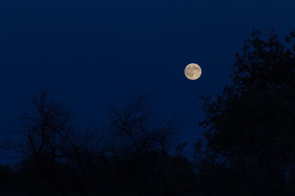 La luna en el cielo de la tarde
 - Foto, imagen