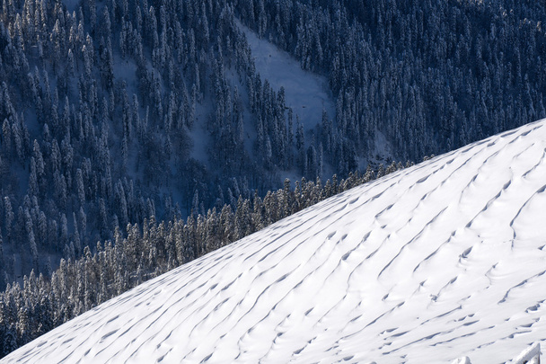 Winter mountain slope and forest. - 写真・画像