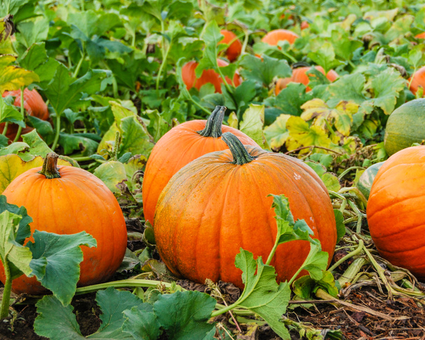 Growing Pumpkins in field - Photo, Image