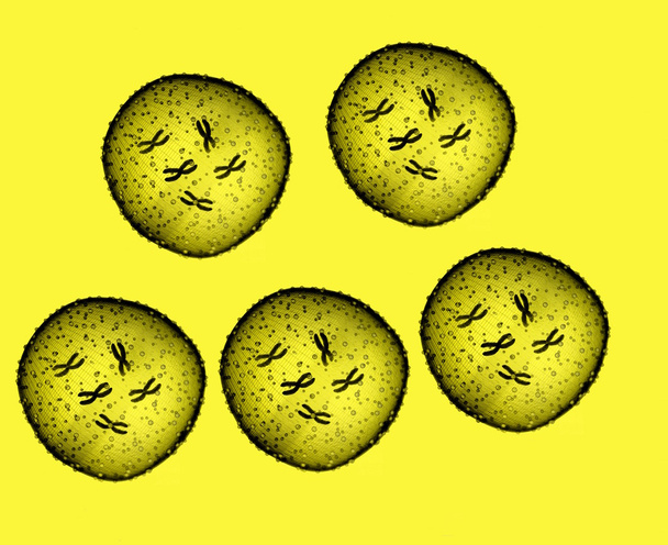 Pět žlutých mikrob vidět v mikroskopu v ordinaci - Fotografie, Obrázek