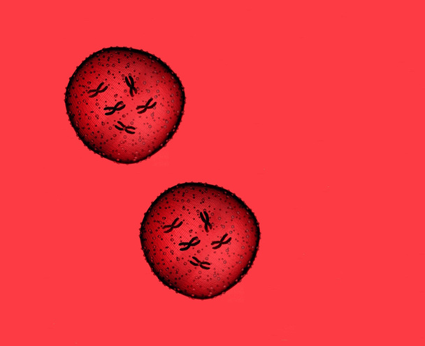 Dvou mikrobů červená vidět v mikroskopu v ordinaci - Fotografie, Obrázek
