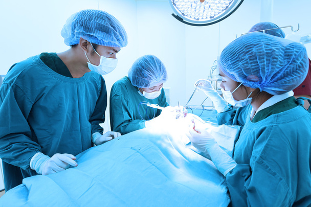 group of veterinarian surgery in operation room - Valokuva, kuva