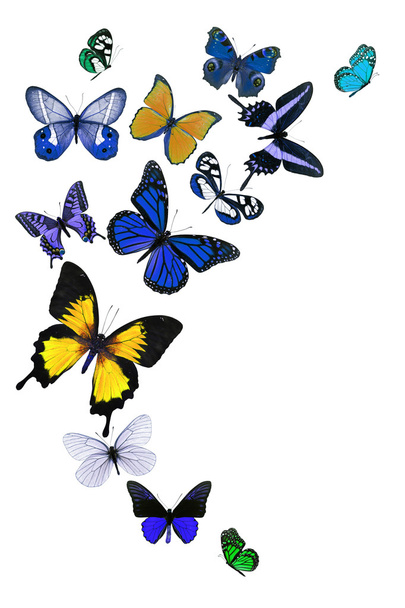 πολύχρωμες πεταλούδες - Φωτογραφία, εικόνα
