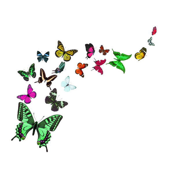 カラフルな蝶 - 写真・画像