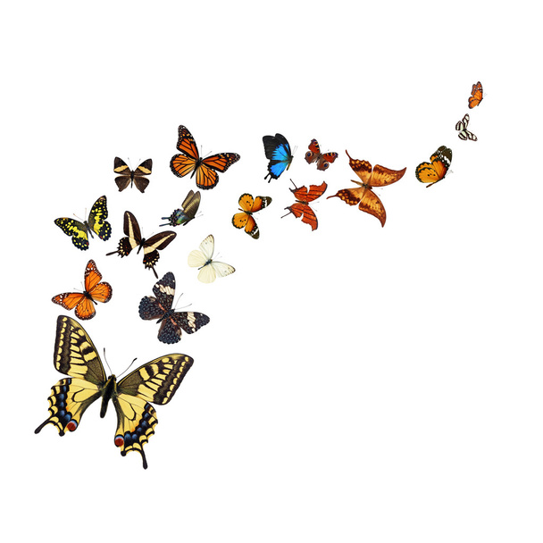 barevné motýly - Fotografie, Obrázek