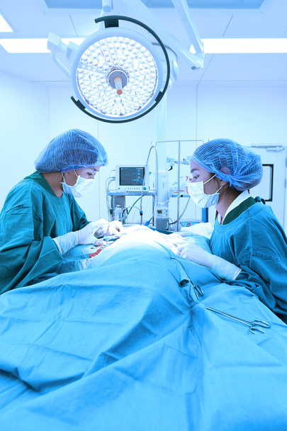 two veterinarian surgeons in operating room - 写真・画像