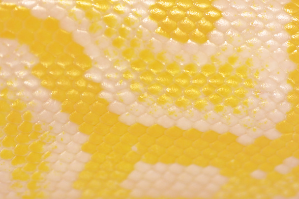 Schalen van een gouden python - Foto, afbeelding