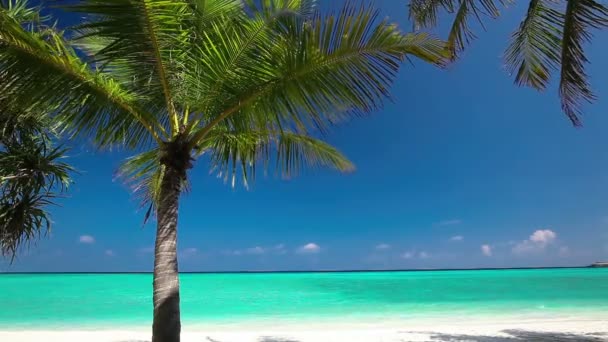 Trópusi lagúna-tengerpart pálmafákkal - Felvétel, videó