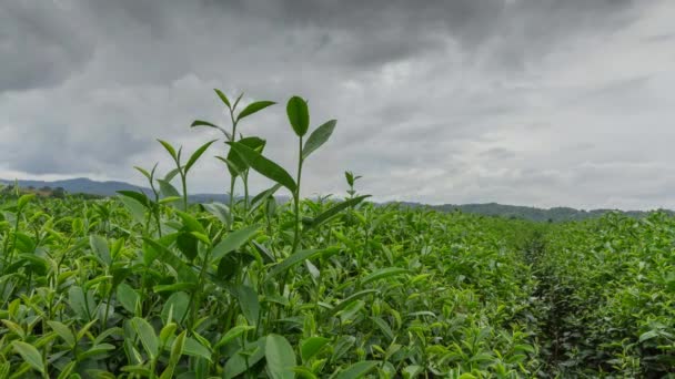 Tea plantation in Thailand - Footage, Video