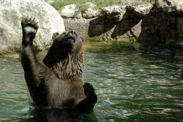 Καφέ αρκούδα στην άρση νερό επάνω - Φωτογραφία, εικόνα
