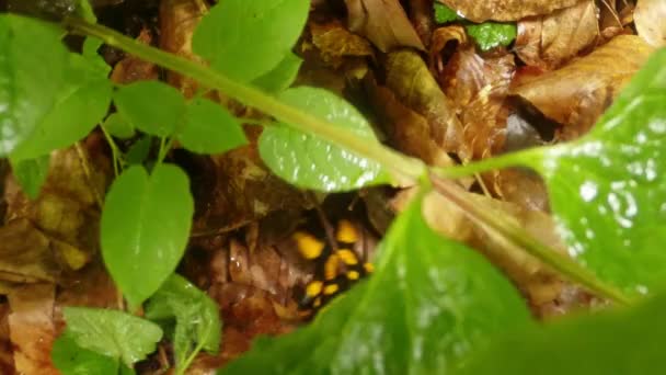salamandra rastejando em uma folha mãe e madrasta, vista superior
 - Filmagem, Vídeo