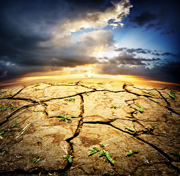 Tierra desértica seca con brotes
 - Foto, imagen
