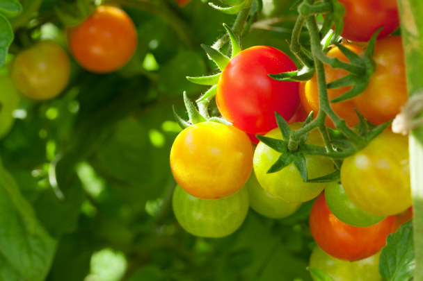 Homegrown cherry tomatoes - Photo, Image