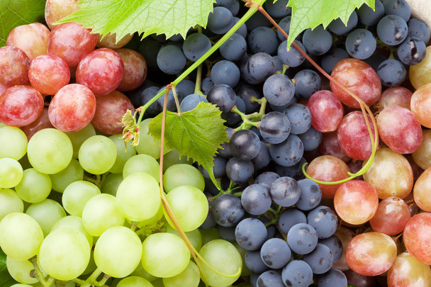 Куча разноцветного винограда
 - Фото, изображение