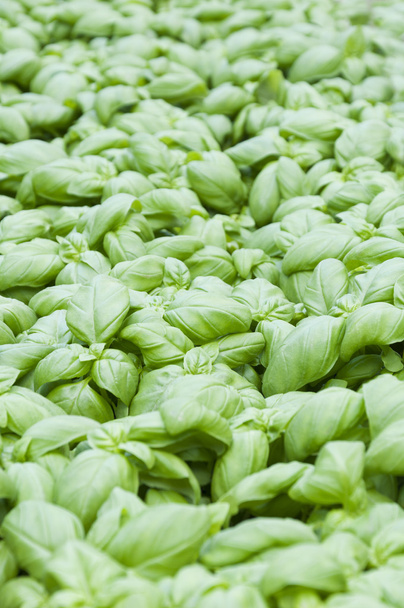 fresh green basil - Fotó, kép