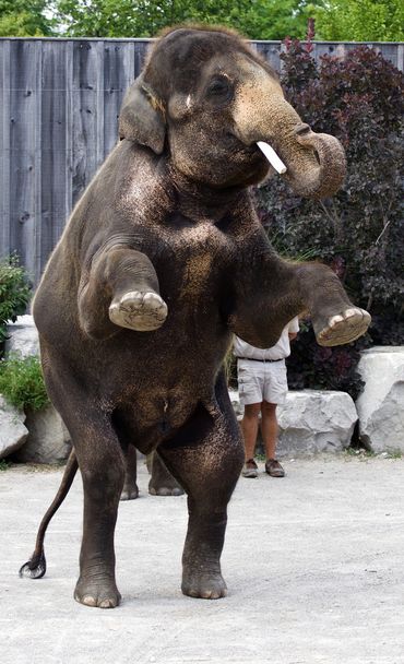Красиві Азіатський слон
 - Фото, зображення