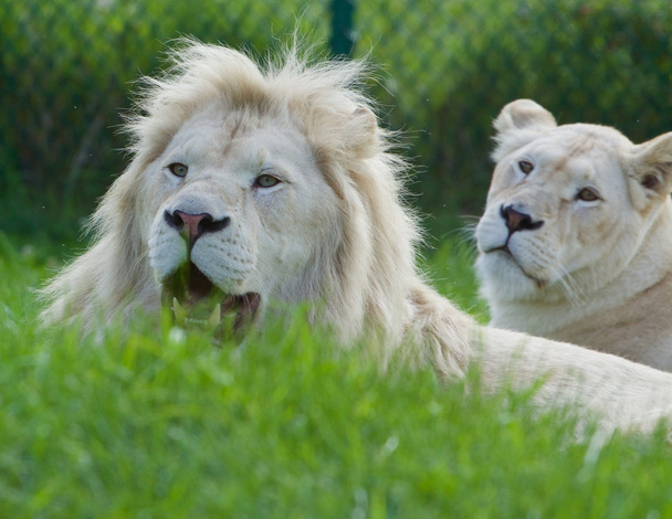 Strong beautiful white lions couple - Fotó, kép