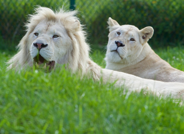 A pair of the beautiful and dangerous white lions - Fotó, kép