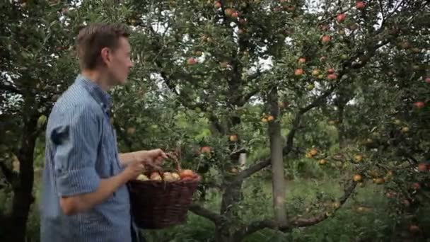 Young man walking across apple garden - Materiaali, video