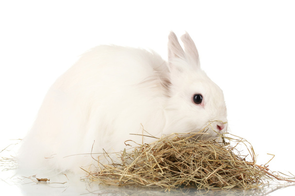 Fluffy white rabbit in a haystack isolated on white - Fotoğraf, Görsel