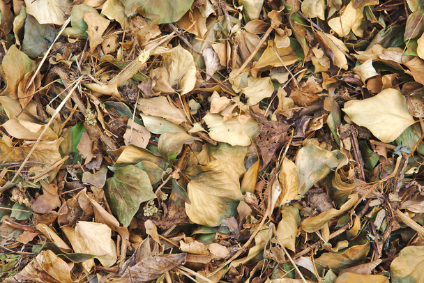 Fondo hecho con hojas secas marrones. Concepto de otoño
 - Foto, Imagen