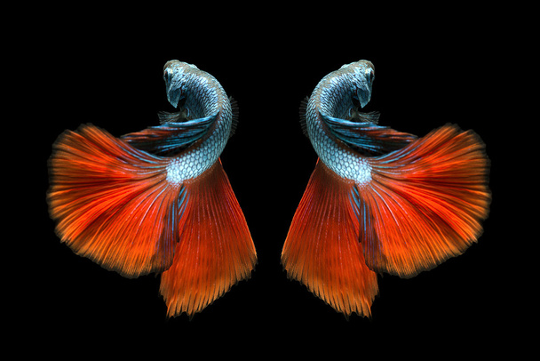 Захоплення рухомого моменту червоної сіамської бойової риби ізольовано
 - Фото, зображення