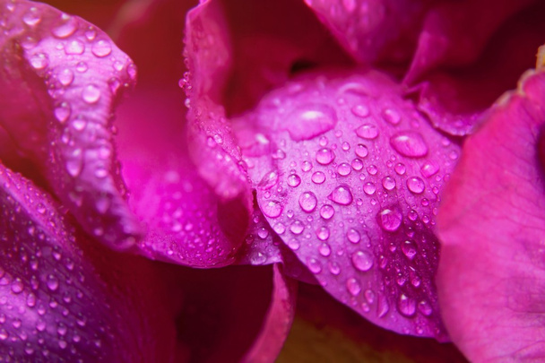 Pink wild rose wet leaves with water drops - Photo, image