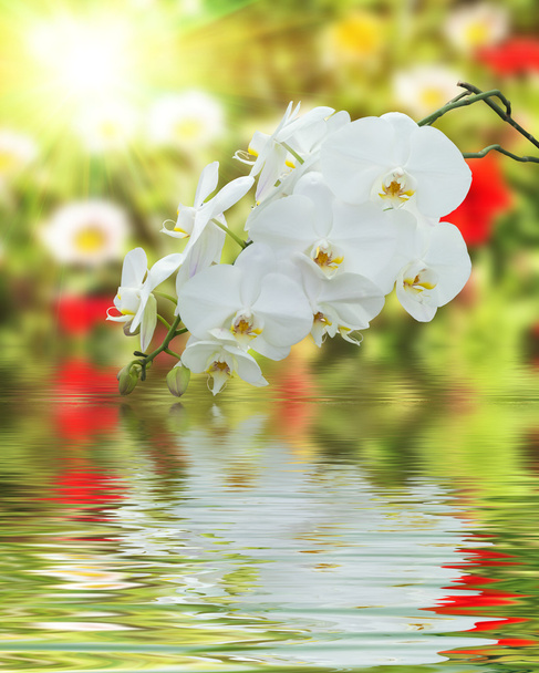 Orquídea blanca en superficie ondulada de agua y naturaleza borrosa backgro
 - Foto, Imagen