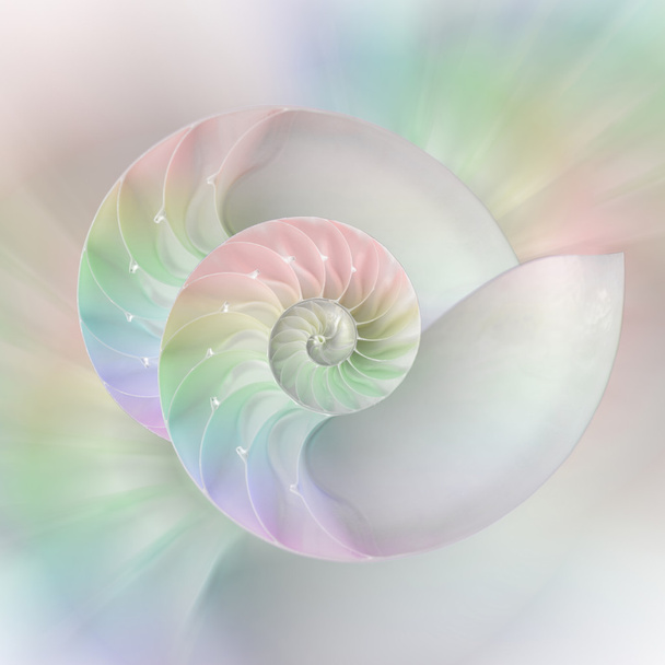 Nautilus corte de concha
 - Foto, imagen