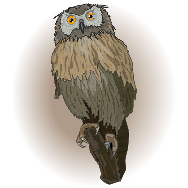 uilen - Vector, afbeelding