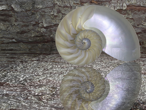 Nautilus shell knippen - Foto, afbeelding