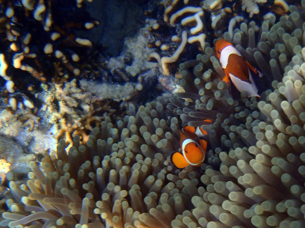 clown anemonefish (Amphiprion ocellaris) hiding in magnificent s - Photo, Image