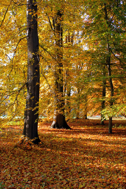 Landscape in fall autumn - Valokuva, kuva