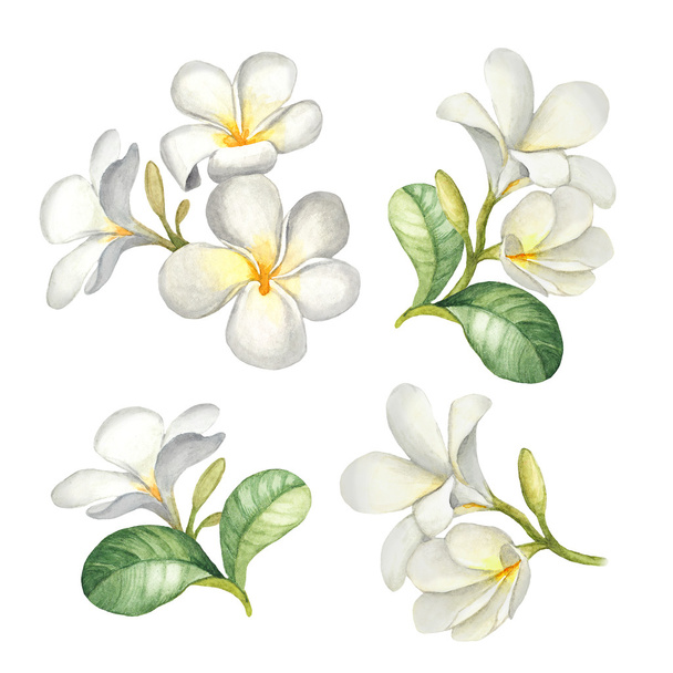 Watercolor llustrations of tropical flowers - Фото, изображение