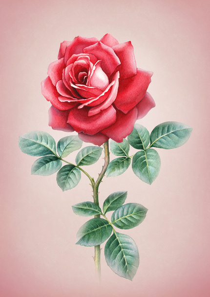 Watercolor illustration of rose flower - Photo, Image