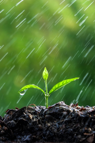 Grünsprieße im Regen - Foto, Bild