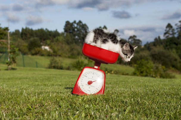 Прыгающая кошка
 - Фото, изображение