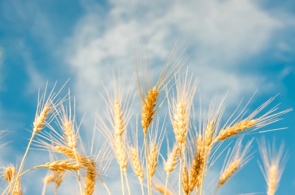 Ripe wheat on a sunny summer day - Photo, Image