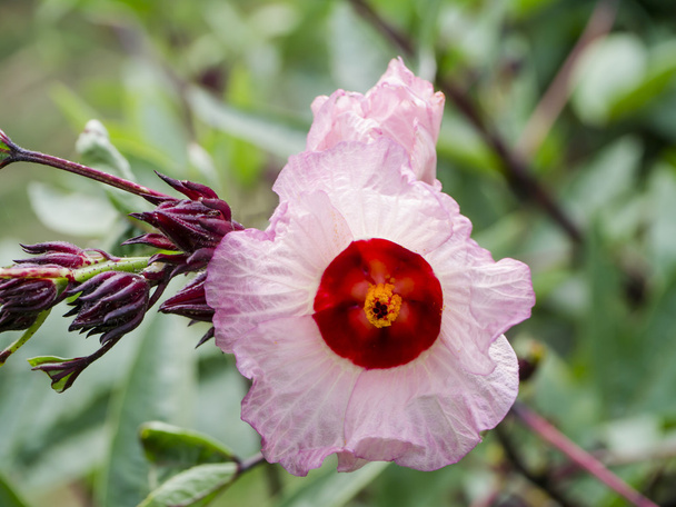 Hibiscus sabdariffa o fiore di frutti di rosella
. - Foto, immagini
