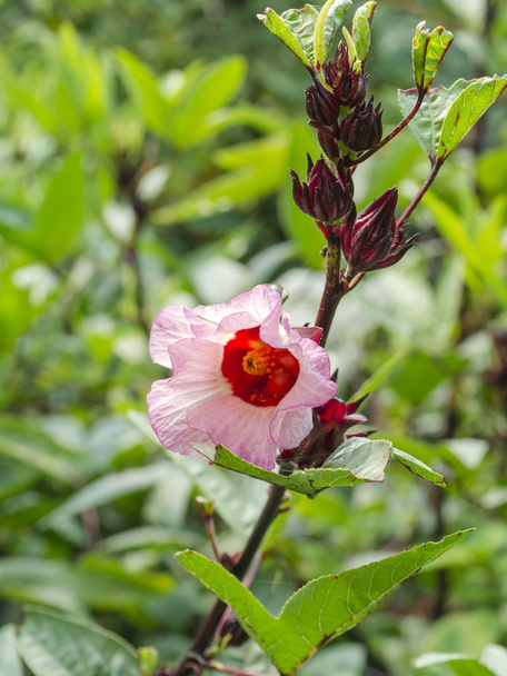 Hibiscus sabdariffa vagy roselle gyümölcsök virág. - Fotó, kép