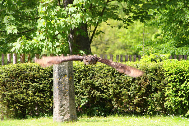 Latająca sowa - Zdjęcie, obraz