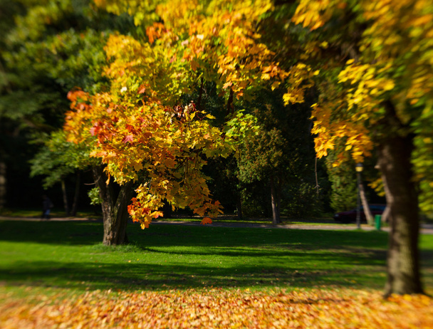 fall park - Фото, зображення