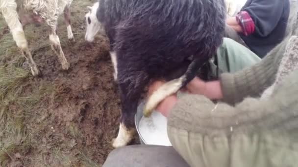 古代の伝統の山の中の朝搾り羊朝搾乳を見越してペンに早朝羊立ってバケツの山で搾乳羊の羊飼い - 映像、動画