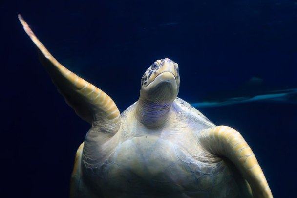 Giant Sea Turtle - Fotografie, Obrázek