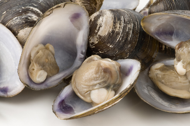 Fresh clams - Photo, Image