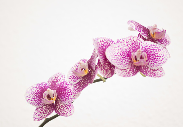 Gyönyörű lila orchidea iso - Fotó, kép