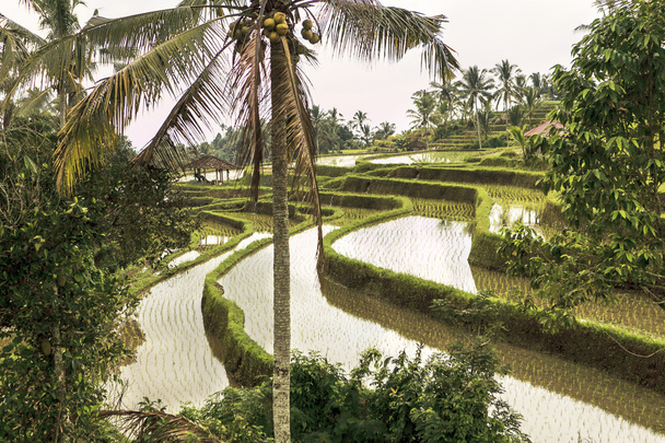 Campos de arroz
 - Foto, imagen
