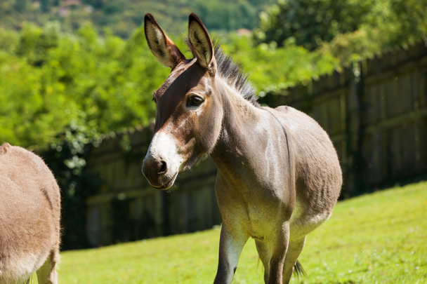 Donkeys free grazing - 写真・画像