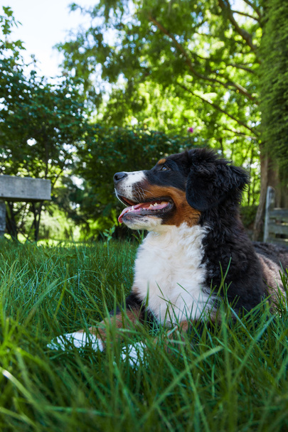 Berneński pies pasterski w lato łąka - Zdjęcie, obraz